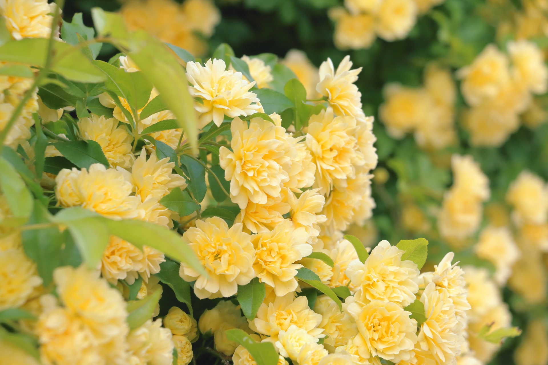 コラム＜ レシピ＆薬膳＞